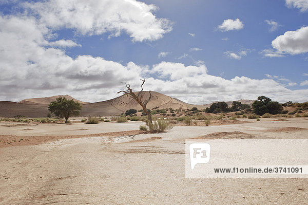 Pfanne des Sossusvlei in der Namib  Namibia  Afrika
