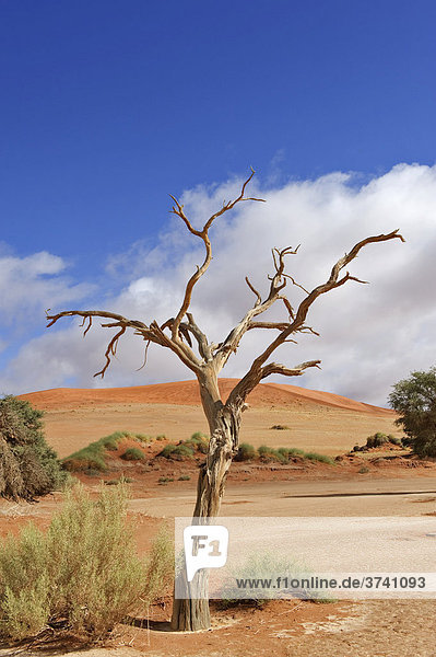 Sossusvlei in der Namib  Namibia  Afrika