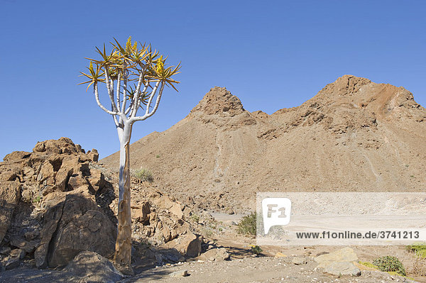 Quiver tree (Aloe dichtoma) in the mountains around Rosh Pinah  Namibia  Africa
