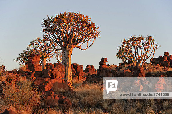 Köcherbaum (Aloe dichotoma) bei Sonnenaufgang im Köcherbaumwald beim Garas Camp bei Keetmanshoop  Namibia  Afrika