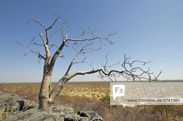 Moringabaum (Moringa ovalifolia) auf Hügel aus Dolerit im Halali-Rastlager  Etosha Nationalpark  Namibia  Afrika