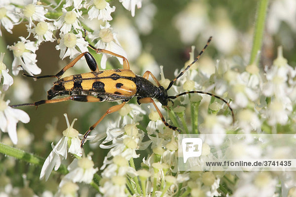 Longhorn Beetle (Strangalia maculata) on angelica