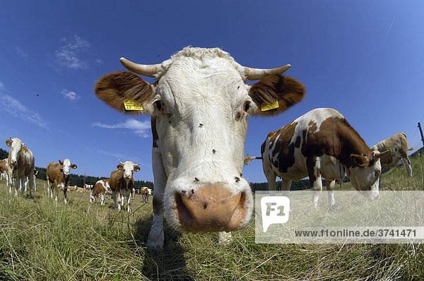 Kühe auf der Weide  Kuh schaut in die Kamera  Weitwinkelaufnahme  Oberbayern  Deutschland  Europa
