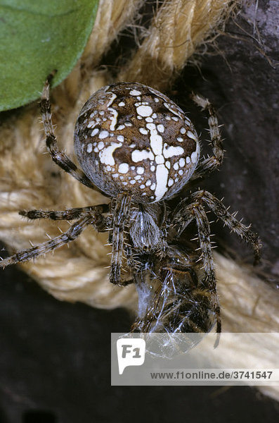 Cross Spider (Araneus diadematus) with honey-bee as prey