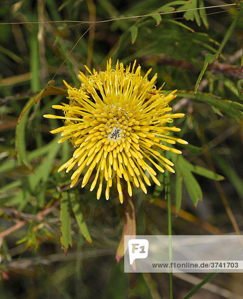 Gelbe Bottlebrush-Blüte (Callistemon)  Canberra  Australien
