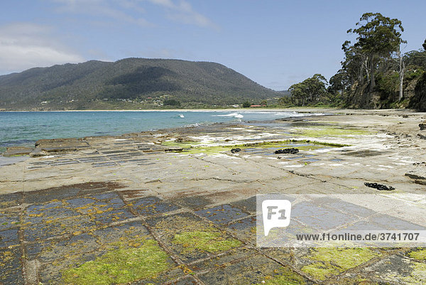 Naturally growing structure of the tessellated pavement  Tasman Peninsula  Pirates Bay  Tasmania  Australia
