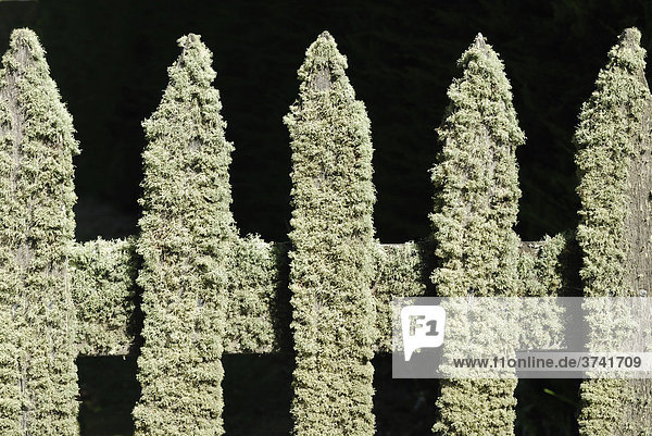 Wooden garden fence  detail  overgrown with lichen  Port Arthur  Tasmania  Australia
