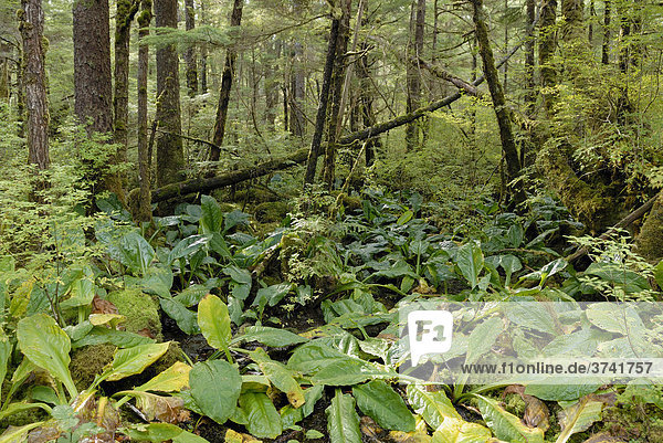 Kalter Regenwald  vorne mit Skunk Cabbage (Lysichiton americanum)  Prince Rupert  British Columbia  Kanada  Nordamerika