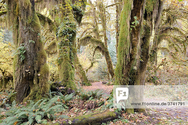 Pathway through giant trees overgrown with moss  ferns and lichens  Hoh Rain Forest  Olympic Peninsula  Washington  USA