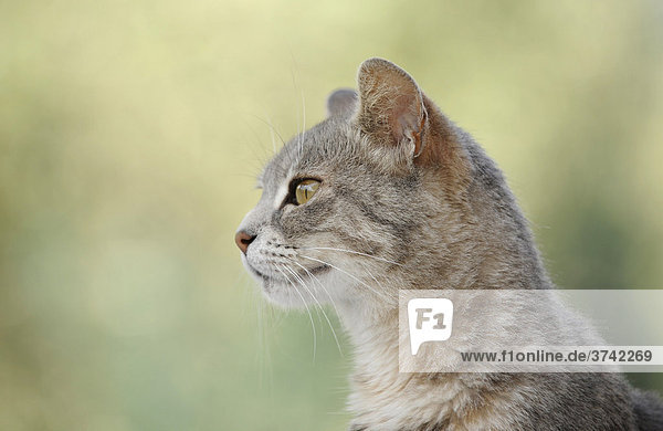 Young grey-tigered cat  portrait