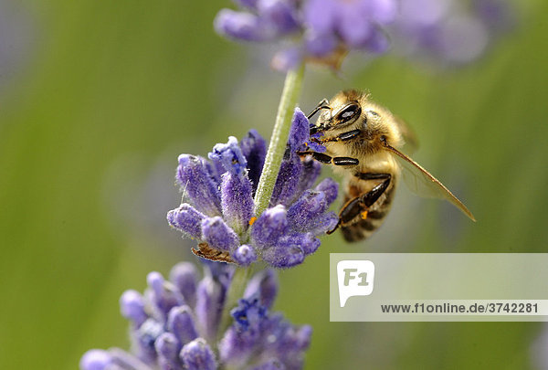 Honigbiene (Apis mellifera) sucht Nahrung auf Lavendel (Lavandula angustifolia)