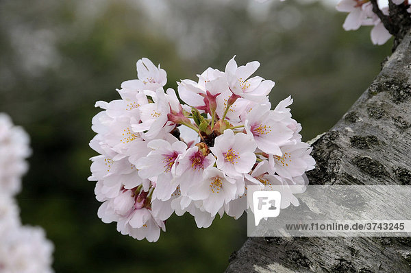Japanische Kirschblüten  die direkt aus dem Stamm wachsen  Kyoto  Japan  Asien