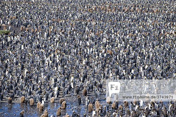 Colony of King Penguins (Aptenodytes patagonicus)  Salisbury Plain  South Georgia