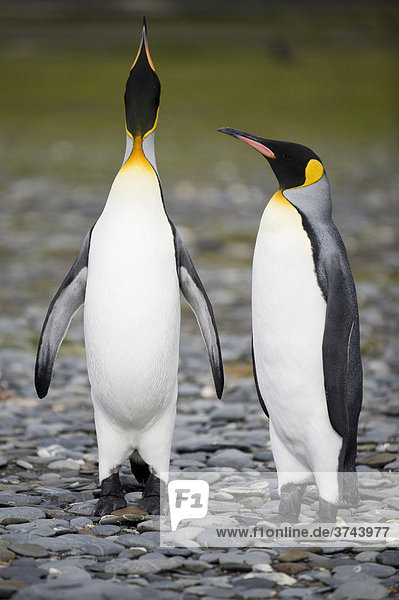 King Penguins (Aptenodytes patagonicus)  Salisbury Plain  South Georgia