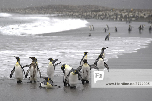 King Penguins (Aptenodytes patagonicus) on a beach  St. Andrews Bay  South Georgia