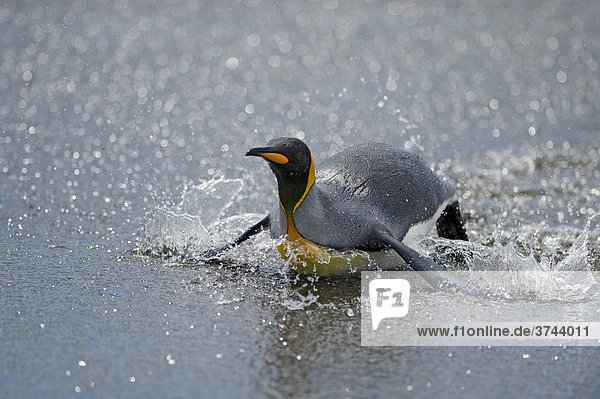 King Penguin (Aptenodytes patagonicus) bathing  St. Andrews Bay  South Georgia
