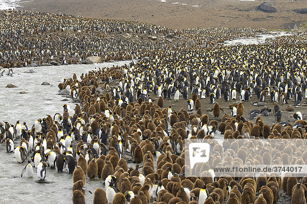 Colony of King Penguins (Aptenodytes patagonicus)  St. Andrews Bay  South Georgia