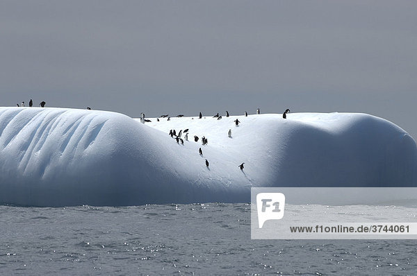 Eisberg mit Pinguinen  South Georgia