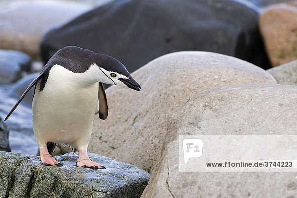 Chinstrap Penguin (Pygoscelis antarctica)  Ronge Island  Antarctica