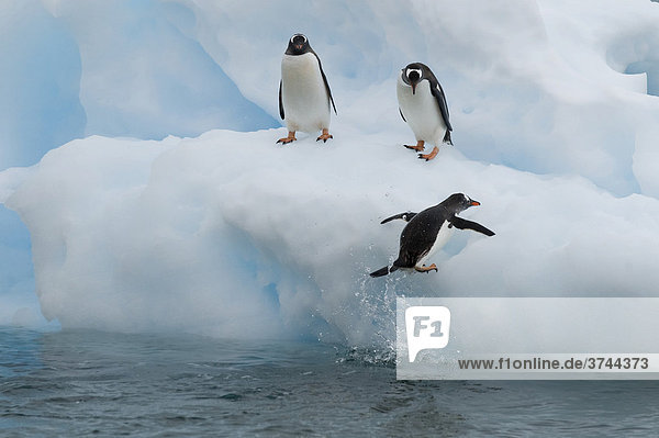 Gentoo Penguins (Pygoscelis papua) on an iceberg  Neko Harbour  Antarctica