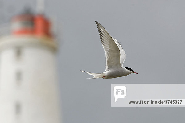 Arctic Tern (Sterna paradisaea) in front of a lighthouse  Iceland  Europe