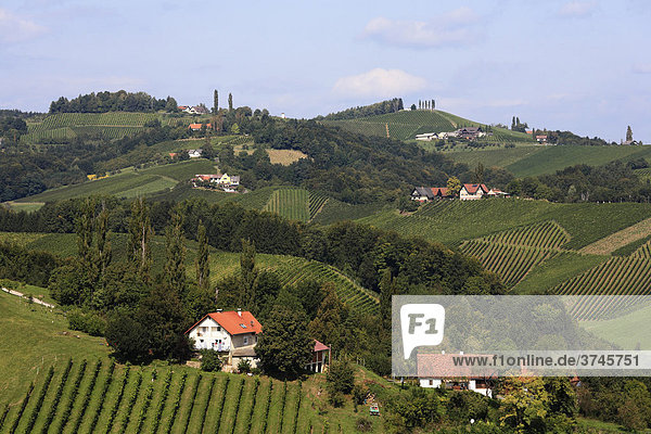 Weinberge in Langegg  Südsteiermark  Steiermark  Österreich  Europa