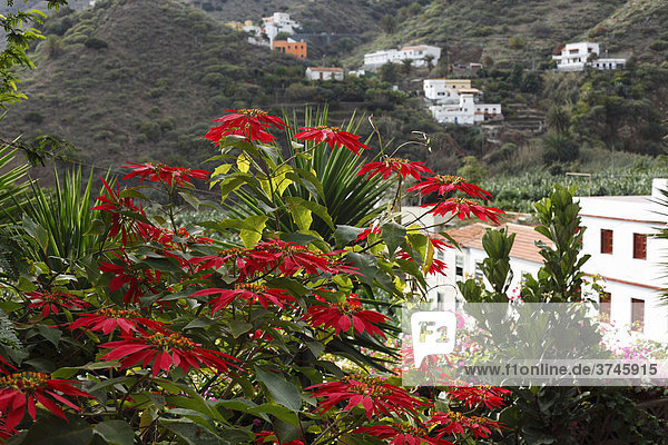 Blühender Weihnachtsstern (Euphorbia pulcherrima)  Hermigua  La Gomera  Kanaren  Kanarische Inseln  Spanien  Europa