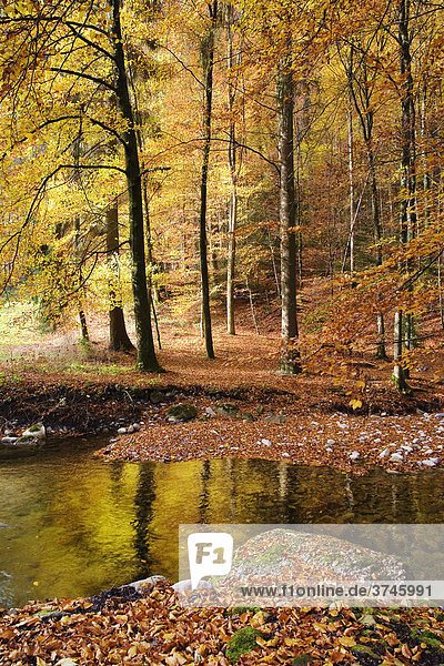 Herbstwald mit dem Bach Nesslera  Sensebezirk  Kanton Freiburg  Schweiz  Europa