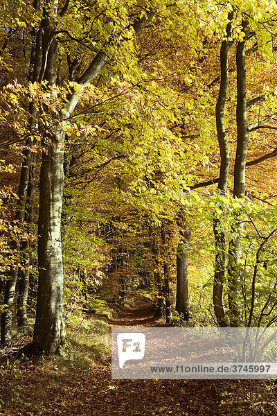 Herbstwald mit Waldweg  Sensebezirk  Kanton Freiburg  Schweiz  Europa