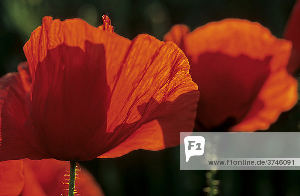 Rote Mohnblüten (Papaver rhoeas) im abendlichen Gegenlicht