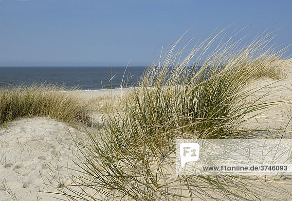 Weißdüne mit Strandhafer (Ammophila arenaria) am Weststrand von Sylt  Schleswig-Holstein  Deutschland  Europa