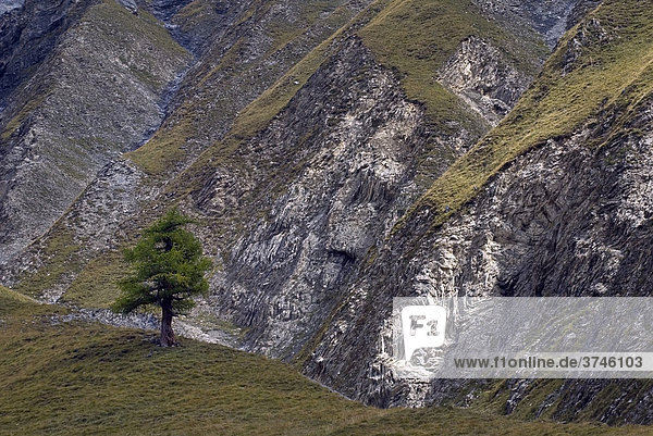 Solitärbaum  Einzelbaum  Lärche (Larix decidua) vor Felswand  Schweizerischer Nationalpark  Oberengadin  Kanton Graubünden  Schweiz  Europa