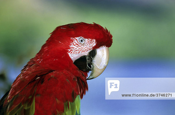Green-winged Macaw or Red-and-green Macaw (Ara chloroptera)  portrait