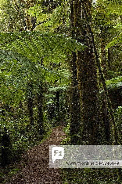 Pfad durch den Regenwald des Kahurangi National Park  West Coast  Südinsel  Neuseeland