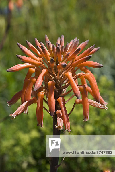 Blüte einer Aloe Maculata  Heimat Südafrika