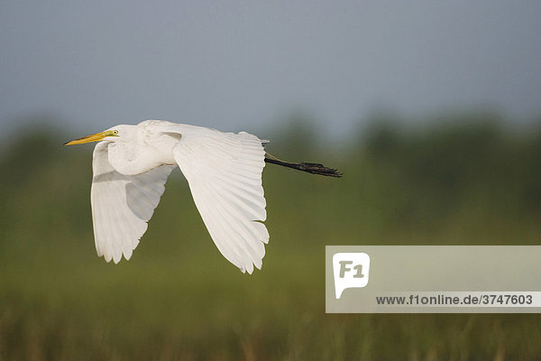 Silberreiher (Ardea alba)  fliegender Altvogel  Sinton  Corpus Christi  Texas  USA