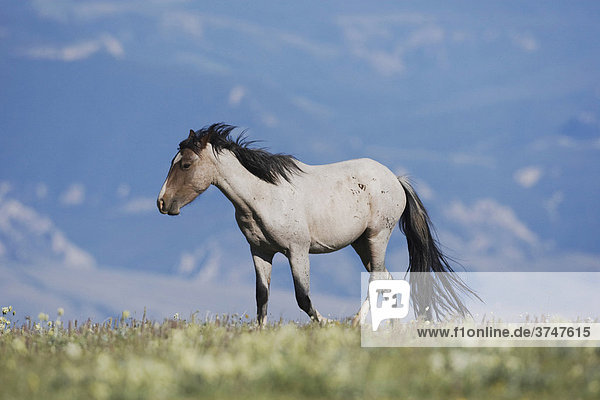 Mustang (Equus caballus)  Alttier  Pryor Mountain Wild Horse Range  Montana  USA