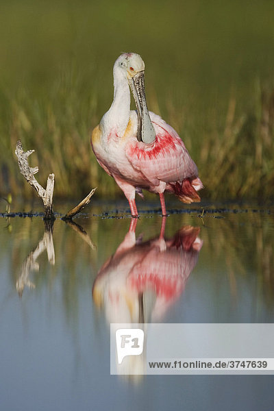 Rosalöffler (Ajaja ajaja)  sich putzender Altvogel mit Spiegelung  Sinton  Corpus Christi  Texas  USA