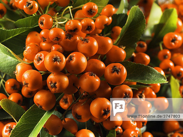 Früchte des Feuerdorn (Pyracantha Hybride Orange Glow)