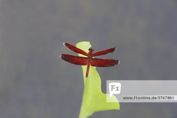 Libelle auf Blatt  Putussibau  West-Kalimantan  Borneo  Indonesien  Südostasien