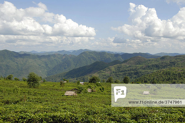 Teeplantage mit Hütten in Berglandschaft  Phongsali Provinz  Laos  Südostasien