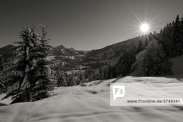 Winterwald mit Bergkette im Gegenlicht  schwarz weiß  Spießer  Unterjoch  Oberallgäu  Bayern  Deutschland  Europa