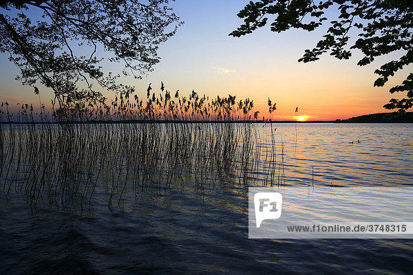 Abendstimmung mit Sonnenuntergang am Plauer See  Mecklenburgische Seenplatte  Mecklenburg-Vorpommern  Deutschland  Europa