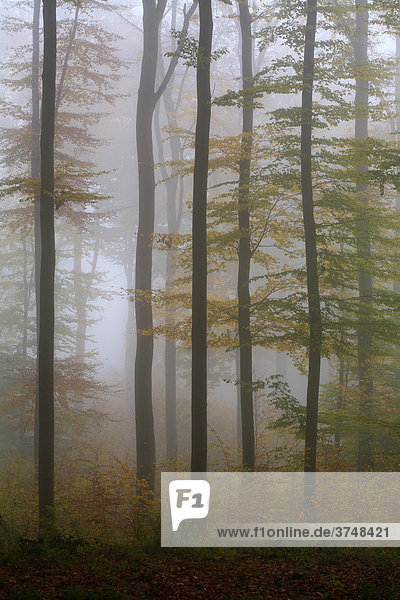 Mystisch wirkender Buchen-Herbstwald im Morgendunst