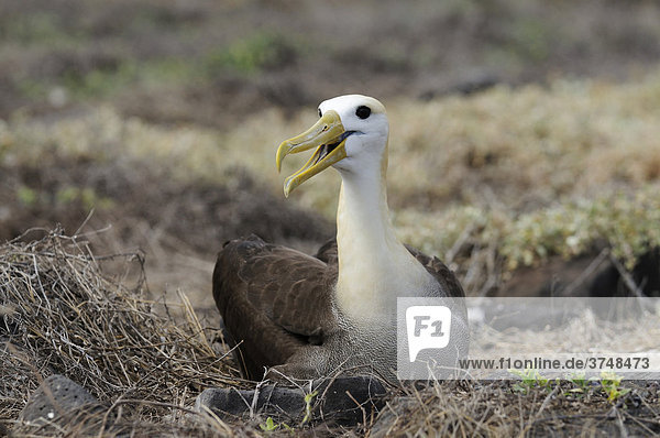 Galapagos-Albatros (Diomedea irrorata)  Insel Espanola  Galapagos  Ecuador  Südamerika