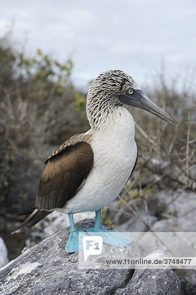 Blaufußtölpel (Sula nebouxii)  Insel Espanola  Galapagos  Ecuador  Südamerika
