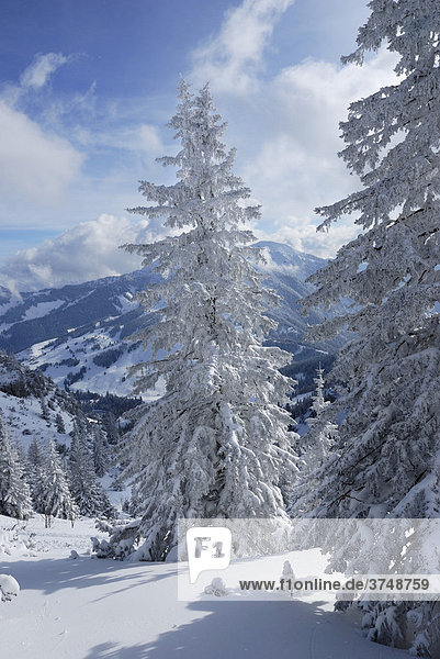 Mit Schnee bedeckte Wetterfichten im Gebirge Wendelsteingebirge  Bayern  Deutschland