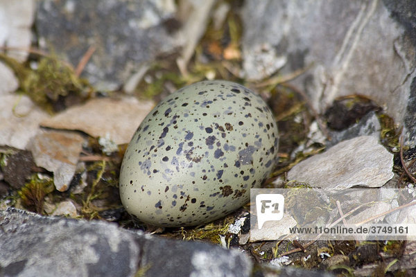 Nest  Ei des Klippenausternfischers (Haematopus bachmani)  Pazifikküste  Prince William Sound  Alaska  USA