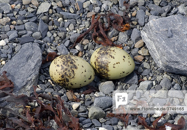Nest und Eier einer Küstenseeschwalbe (Sterna paradisaea)  vertrockneter Seetang  Columbia Bay  Pazifik Küste  Chugach National Forest  Prince William Sound  Alaska  USA