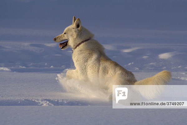 Weißer Husky  Schlittenhund  spielt ausgelassen im Schnee  Yukon-Territorium  Kanada  Nord Amerika